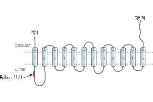 anti-Solute Carrier Family 18 (Vesicular Monoamine Transporter), Member 2 (SLC18A2) (1st Lumenal Region), (AA 52-64) antibody