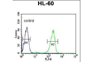 SNRPD1 Antibody (C-term) (ABIN389355 and ABIN2839461) flow cytometric analysis of HL-60 cells (right histogram) compared to a negative control cell (left histogram). (SNRPD1 Antikörper  (C-Term))