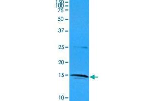 Western blot analysis of Jurkat cell lysate (35 ug) with IL32 monoclonal antibody, clone AT2F9  at 1 : 1000 dilution. (IL32 Antikörper  (AA 1-131))