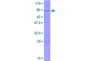 POFUT2 Protein (AA 1-429) (GST tag)