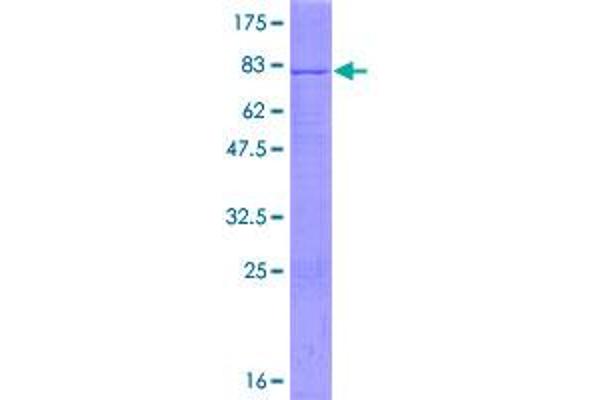 POFUT2 Protein (AA 1-429) (GST tag)