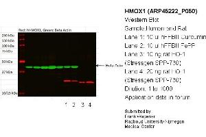 Western Blotting (WB) image for anti-Heme Oxygenase (Decycling) 1 (HMOX1) (N-Term) antibody (ABIN502603) (HMOX1 Antikörper  (N-Term))