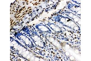 IHC-P: Lamin B2 antibody testing of rat intestine tissue (Lamin B2 Antikörper  (AA 580-597))