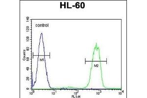 ANKRD40 Antibody (C-term) (ABIN655309 and ABIN2844891) flow cytometric analysis of HL-60 cells (right histogram) compared to a negative control cell (left histogram). (ANKRD40 Antikörper  (C-Term))