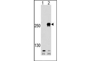 Image no. 1 for anti-Mechanistic Target of Rapamycin (serine/threonine Kinase) (mTOR) (Ser2481) antibody (ABIN358774) (MTOR Antikörper  (Ser2481))