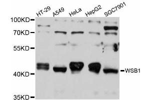 Western blot analysis of extracts of various cell lines, using WSB1 antibody (ABIN5999196) at 1/1000 dilution. (WSB1 Antikörper)