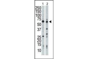 Image no. 2 for anti-Nuclear Receptor Binding Protein 1 (NRBP1) (N-Term) antibody (ABIN360550)