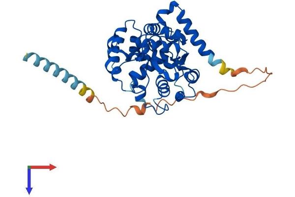 CHST10 Protein (AA 1-356) (His tag)