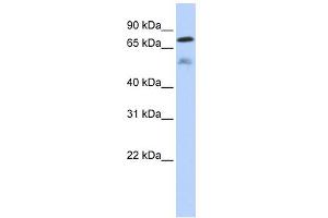 WB Suggested Anti-DUSP8 Antibody Titration: 0.