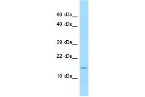 WB Suggested Anti-COX7A2 Antibody Titration: 1.