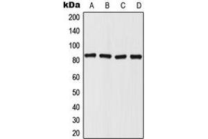 Western blot analysis of Mitofilin expression in HepG2 (A), HeLa (B), SP2/0 (C), PC12 (D) whole cell lysates. (IMMT Antikörper  (Center))
