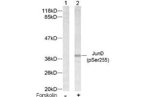 Image no. 2 for anti-Jun D Proto-Oncogene (JUND) (pSer255) antibody (ABIN196661) (JunD Antikörper  (pSer255))