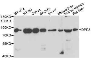 Western blot analysis of extracts of various cell lines, using DPP3 antibody.