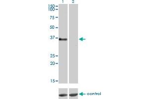 Western blot analysis of GPR3 over-expressed 293 cell line, cotransfected with GPR3 Validated Chimera RNAi (Lane 2) or non-transfected control (Lane 1). (GPR3 Antikörper  (AA 1-330))