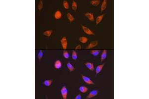Immunofluorescence analysis of HeLa cells using LGR6 Rabbit mAb (ABIN7268235) at dilution of 1:100 (40x lens). (LGR6 Antikörper)