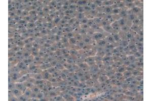IHC-P analysis of Mouse Liver Tissue, with DAB staining. (IGFBP7 Antikörper  (AA 88-281))
