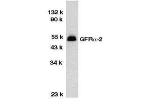 Western Blotting (WB) image for anti-GDNF Family Receptor alpha 2 (GFRA2) (C-Term) antibody (ABIN2473789) (GFRA2 Antikörper  (C-Term))