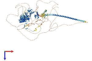 SMARCC2 Protein (AA 1-1214) (His tag)