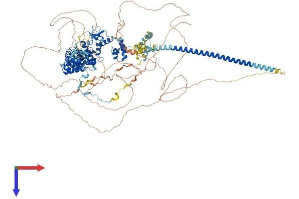 SMARCC2 Protein (AA 1-1214) (His tag)