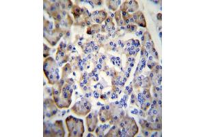 MDK Antibody immunohistochemistry analysis in formalin fixed and paraffin embedded human pancreas tissue followed by peroxidase conjugation of the secondary antibody and DAB staining.