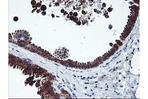 Immunohistochemistry (IHC) image for anti-Integrin alpha FG-GAP Repeat Containing 2 (ITFG2) antibody (ABIN1498914) (ITFG2 Antikörper)