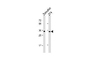 All lanes : Anti-(DANRE) gnb1 Antibody (center) at 1:1000 dilution Lane 1: Zebrafish lysate Lane 2: ZF4 whole cell lysate Lysates/proteins at 20 μg per lane. (GNB1 Antikörper  (N-Term))