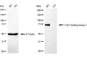 Western blotting analysis using TANK binding kinase 1 antibody (ABIN7800508). (Rekombinanter TBK1 Antikörper)
