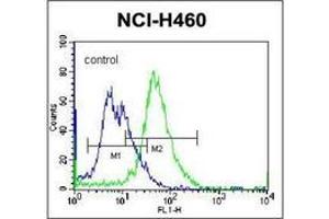 Flow cytometric analysis of NCI-H460 cells using PLCL2 Antibody (C-term) Cat. (PLCL2 Antikörper  (C-Term))