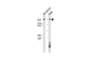 All lanes : Anti-BIRC6 Antibody (C-Term) at 1:1000 dilution Lane 1: SH-SY5Y whole cell lysate Lane 2: Hela whole cell lysate Lysates/proteins at 20 μg per lane.