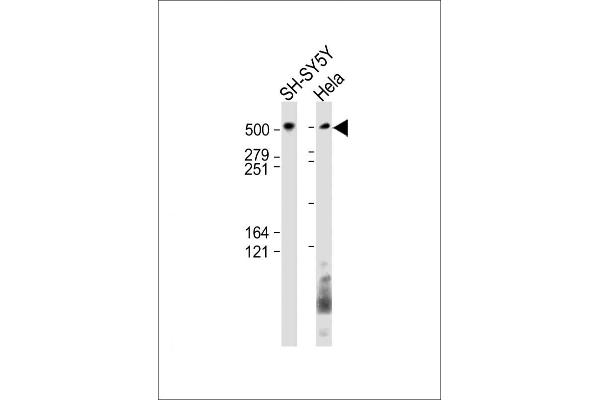 BIRC6 anticorps  (AA 4810-4844)