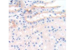 IHC-P analysis of Mouse Tissue, with DAB staining. (IL2 Receptor beta Antikörper  (AA 27-240))
