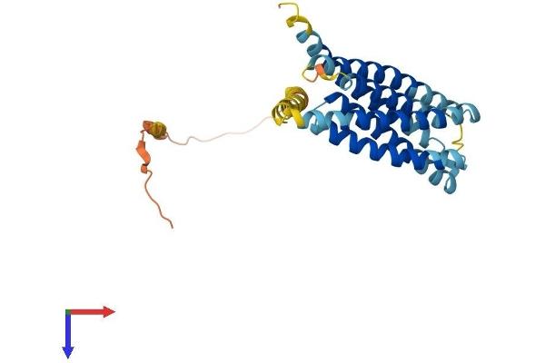 TMEM163 Protein (AA 1-289) (His tag)