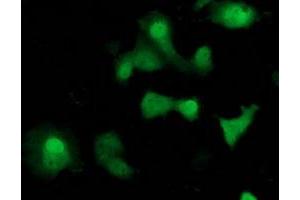 Anti-SOCS3 mouse monoclonal antibody (ABIN2454642) immunofluorescent staining of COS7 cells transiently transfected by pCMV6-ENTRY SOCS3 (RC209305). (SOCS3 Antikörper)