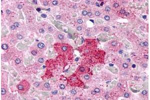 Anti-GPR153 antibody  ABIN1048742 IHC staining of human liver, hepatocytes. (GPR153 Antikörper  (Extracellular Domain))