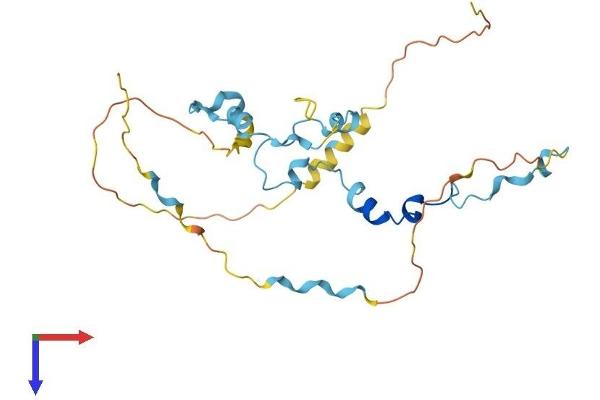 MED19 Protein (AA 1-244) (His tag)