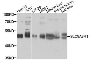 Western blot analysis of extracts of various cell lines, using SLC9A3R1 antibody. (SLC9A3R1 Antikörper)
