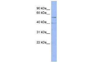 PPP2R5C antibody used at 1 ug/ml to detect target protein. (PPP2R5C Antikörper  (Middle Region))