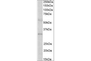 Staining of Human Placenta lysate using IGFBP1 antibody at 2 µg/ml (35µg protein in RIPA buffer). (IGFBPI Antikörper  (Internal Region))