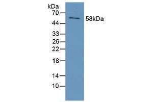 Figure. (EGR1 Antikörper  (AA 282-433))