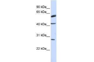 WB Suggested Anti-RNF170 Antibody Titration:  0. (RNF170 Antikörper  (Middle Region))
