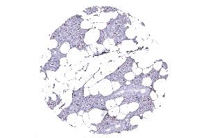 Parotid gland (ANO1 Antikörper  (AA 2-101))