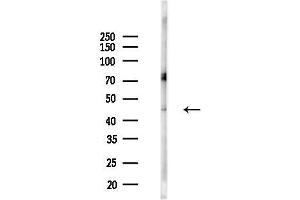 Western blot analysis of lysates from Mouse brain, using IL13 receptor alpha 1 Antibody at 1/1000 dilution.