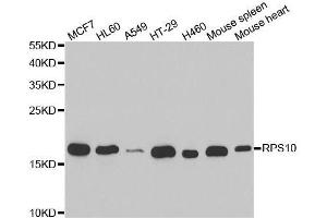 RPS10 Antikörper  (AA 1-165)
