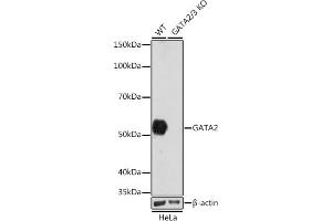 Western blot analysis of extracts from wild type (WT) and G knockout (KO) HeLa cells, using G antibody (ABIN7267356) at 1:1000 dilution. (GATA2 Antikörper)