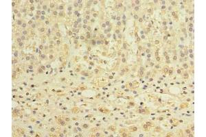 Immunohistochemistry of paraffin-embedded human adrenal gland tissue using ABIN7150898 at dilution of 1:100 (TCTE1 Antikörper  (AA 285-501))