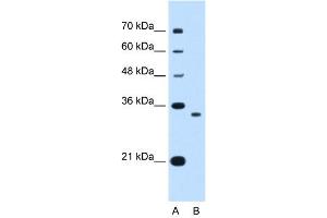 WB Suggested Anti-NDRG2 Antibody Titration:  0. (NDRG2 Antikörper  (C-Term))