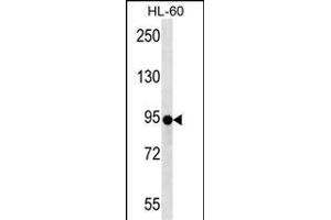 ZN Antibody (N-term ) (ABIN657249 and ABIN2846347) western blot analysis in HL-60 cell line lysates (35 μg/lane). (ZNF227 Antikörper  (N-Term))