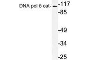 Western blot (WB) analysis of DNA pol delta cat antibody in extracts from K562 cells. (POLD1 Antikörper)