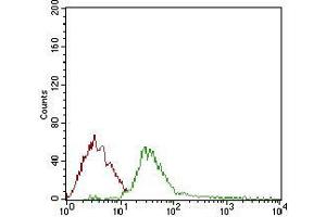 Flow cytometric analysis of Jurkat cells using DIS3L2 mouse mAb (green) and negative control (red). (DIS3L2 Antikörper  (AA 27-250))