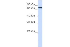 SRP68 antibody used at 1 ug/ml to detect target protein. (SRP68 Antikörper  (N-Term))